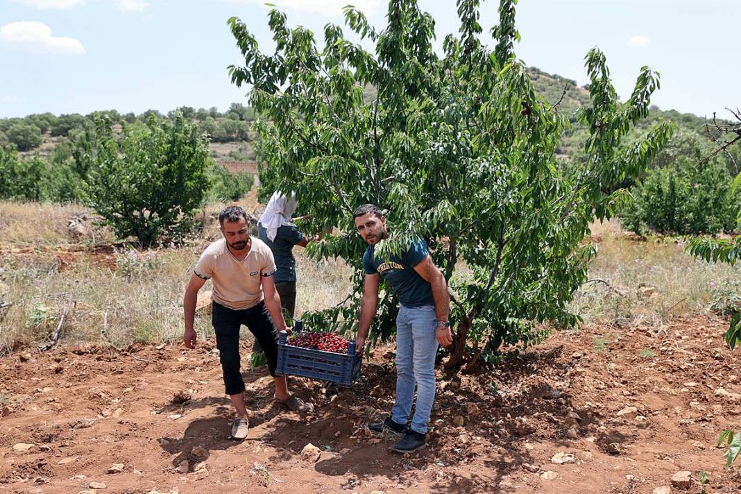 Güneydoğu'dan dünyaya: Napolyon kirazının inanılmaz yolculuğu! Sadece bir meyve değil; bu kirazlar umudun simgesi 11